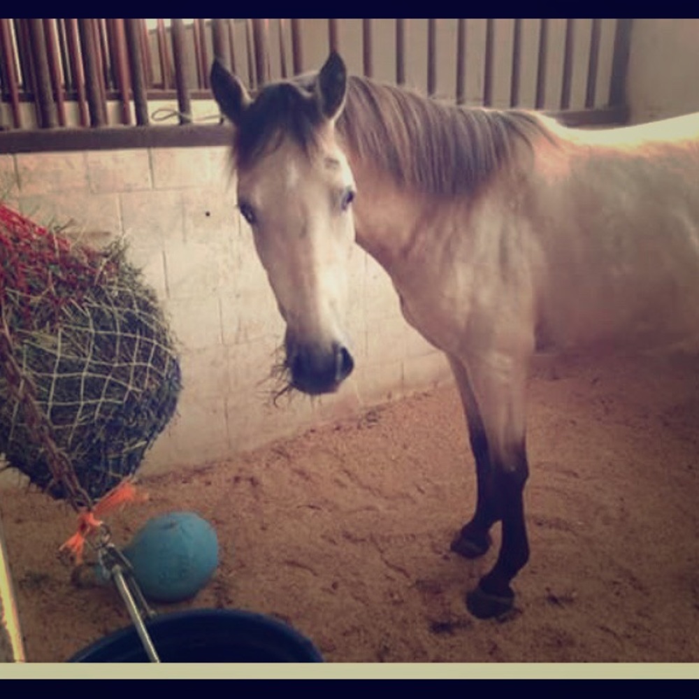 TACK COMING SOON! Stay tuned!